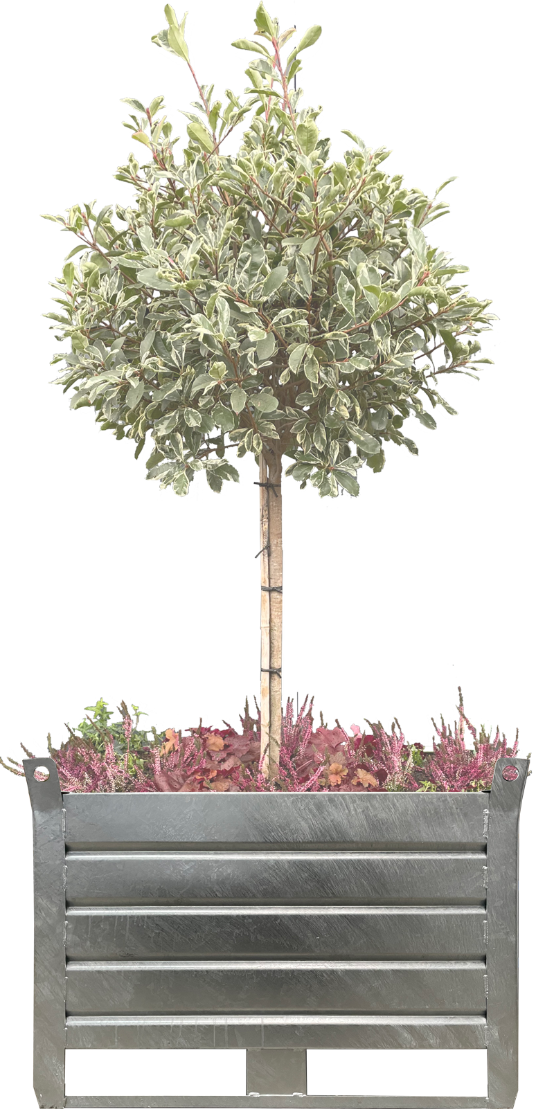 Kuebel_Bepflanzung_verz GreenTainer verzinkt (Pulverbeschichtung/Wasserspeicher/Substrat als Zulage)  Pflanzbeispiel