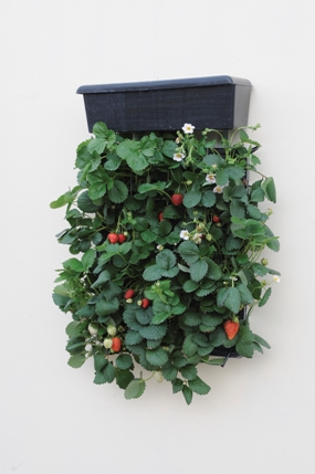 Vertigarden-Strawberrylow-res GreenFront Begrünungsmodul - Set Anwendungsbeispiel