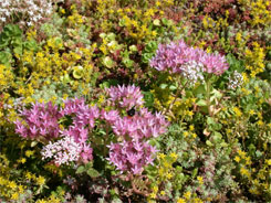 Dachbegruenung Sedum-Vegetation