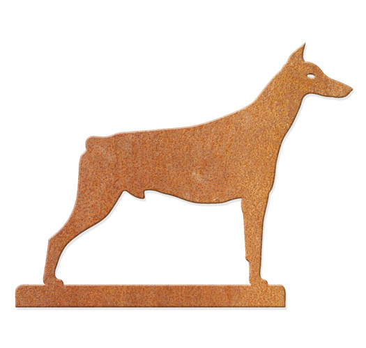 dobermann Dobermann - stehend