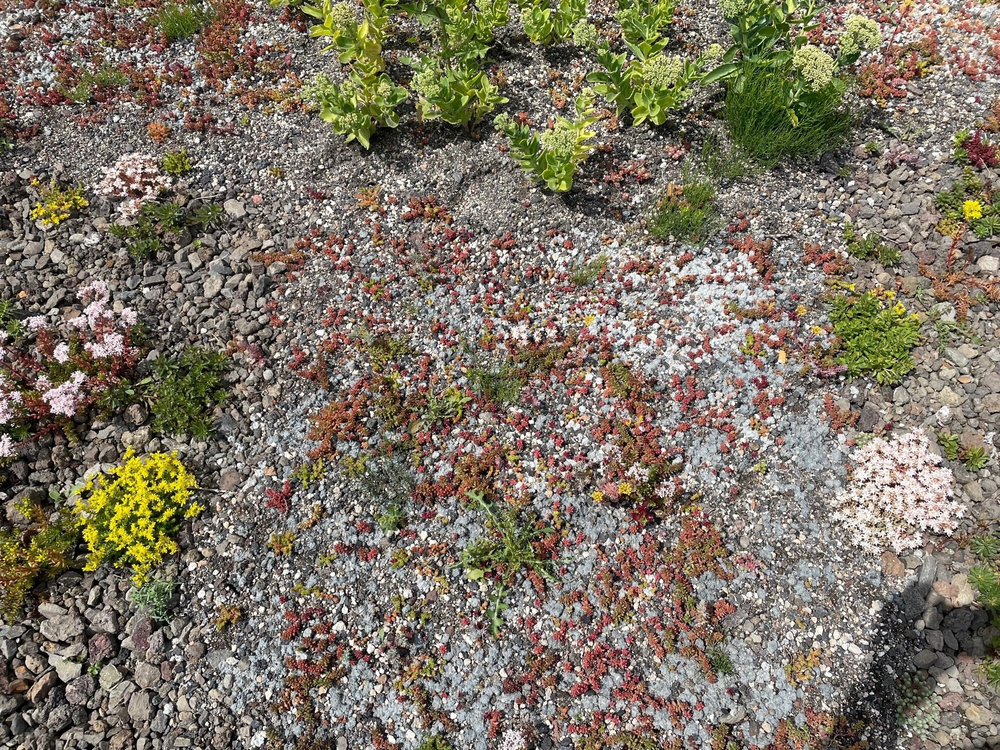 Schottergarten01 Erosionsschutzkleber Anwendung