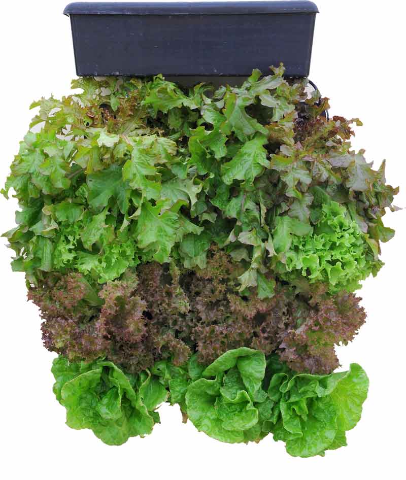 GreenFront_Gemuesegarten GreenFront Begrünungsmodul - Set Anwendungsbeispiel