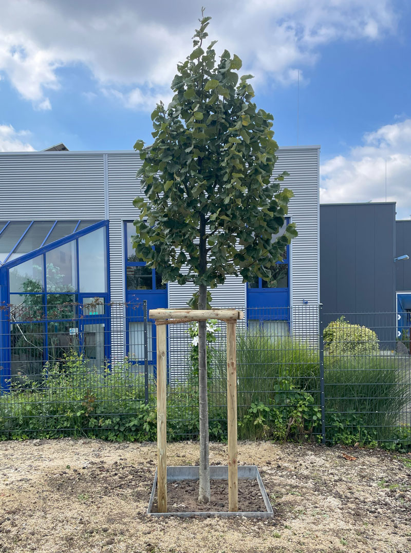 Baumpflanzung mit Wasserspeichermatte