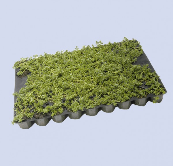 Sedum - Flachballenpflanzen 50 Stk/Platte